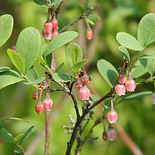 Rauschebeere (Vaccinium uliginosum)