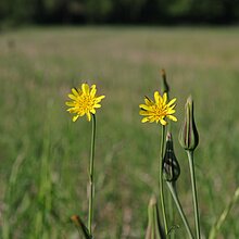 Wiesen-­Bocksbart (Tragopogon pratensis)
