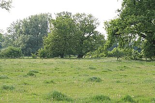 NSG Hirschpark (Nordkirchen): Hier ist die typische Struktur einer Rinderweide zu sehen: An den sogenannten Geilstellen, wo die frischen Kuhfladen liegen, beginnt nach deren Zersetzung die Vegetation wieder zu wachsen. Diese Stellen werden erneut von den Rindern abgeweidet. So entsteht ein Mosaik aus kurzen und hochgewachsenen Bereichen.