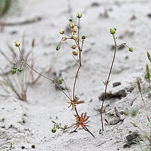 Frühlings-Spark (Spergula morisonii)