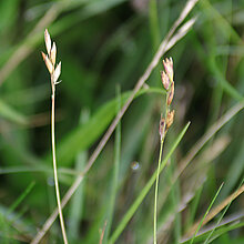 Dreizahn (Danthonia decumbens)