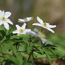 Buschwindröschen (Anemone nemorosa)