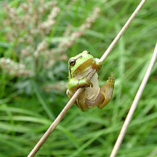 Laubfrosch