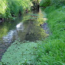 Bachlauf mit Wassersterne (Callitriche).