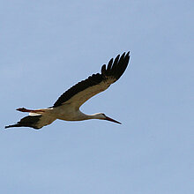 Weißstorch im Flug