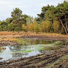 Wiederherstellung des Orchideenstandorts: Entbuschter Bereich im Süskenbrocksmoor.