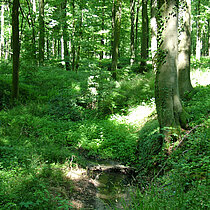 Bach und Wald im Sommer.