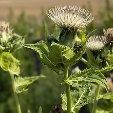 Kohl-Kratzdistel (Cirsium oleraceum)