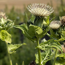 Blühende Kohl-Kratzdistel.