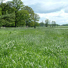 Feucht- und Nassgrünlandkomplex.