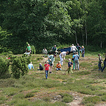 Arbeitseinsatz in der Letter Wacholderheide.