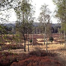 Landschaft mit Birken und Heide.