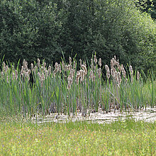 Breitblättriger Rohrkolben am Uferrand.