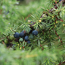 Gemeiner Wacholder (Juniperus communis)
