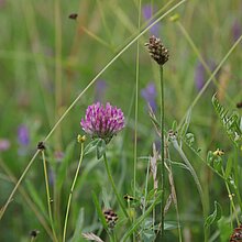 Wiesen-­Klee (Trifolium pratense)