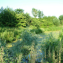 Teiche Asbecker Mühlenbach