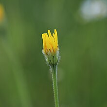 Rauher Löwenzahn (Leontodon hispidus). In NRW im Bestand gefährdet (Rote Liste NRW 2020)