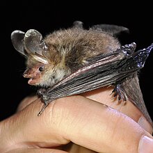 Bechsteinfledermaus (M. Olthoff)