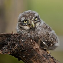 Steinkauz Ästling (B. Stephan)