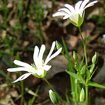 Große Sternmiere