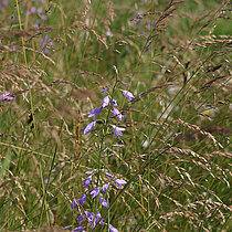 Rapunzel-Glockenblume im Feld.