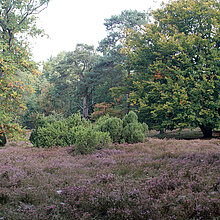 Letter Wacholderheide