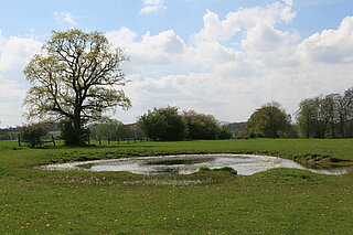 NABU-Fläche Westhellen (Billerbeck): Diese extensive Weide zeichnet sich durch eine hohe Strukturvielfalt aus: Neben Einzelgehölzen und Hecken gibt es auch ein Kleingewässer. Solche Weidetümpel beherbergen oft gefährdete Arten, wie hier das vom Aussterben bedrohte Fischkraut (Groenlandia densa). Die Weidetiere spielen eine wichtige Rolle bei der Erhaltung, denn ohne die Beweidung wäre das Gewässer längst verlandet und verbuscht.