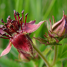 Sumpf-Blutaugen Blüten