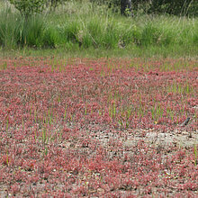 Mittlerer Sonnentau am Teichboden.