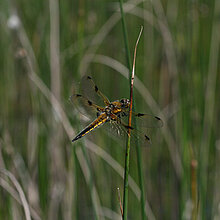 Vierfleck - Libelle