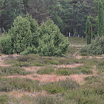 Wacholderheide