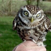 Steinkauz auf Hand
