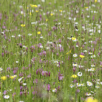 Blühende Wiese.