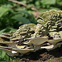 Buckeltramete auf einer Wurzel.
