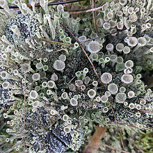 Trompetenflechte (Cladonia)