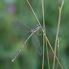 Südliche Binsenjungfer - Libelle