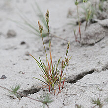 Frühe Haferschmiele (Aira_praecox)