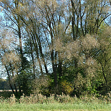 Alte Silberweiden entlang des Varlarer Mühlenbachs.