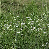 Flutender Schwaden (Glyceria fluitans)