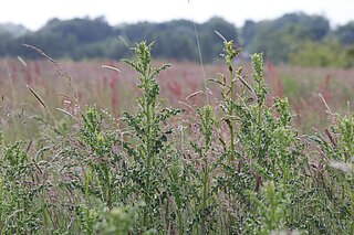 Acker-Kratzdistel (Cirsium arvense).