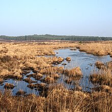 Heideweiher in den Borkenbergen