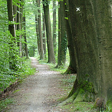 Die historische Wegeverbindung von Haus Burlo nach Darfeld ist als „Paters Damm“ bekannt