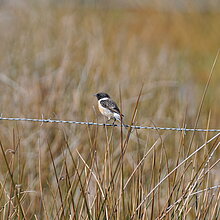 Schwarzkehlchen (Saxicola rubicola)