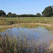 Kleingewässer
