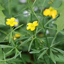 Gold-Hahnenfuß (Ranunculus auricomus)