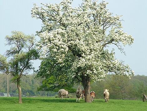 Das Obstbaumprogramm 2025 ist gestartet !!!