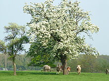 Streuobstweide mit Rindern (B. Stephan)
