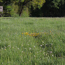 Feuchtwiese