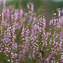 Besenheide (Calluna vulgaris)