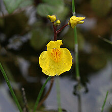 Verkannter Wasserschlauch Blüte